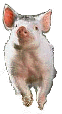 Babe, the pig